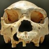 skeleton