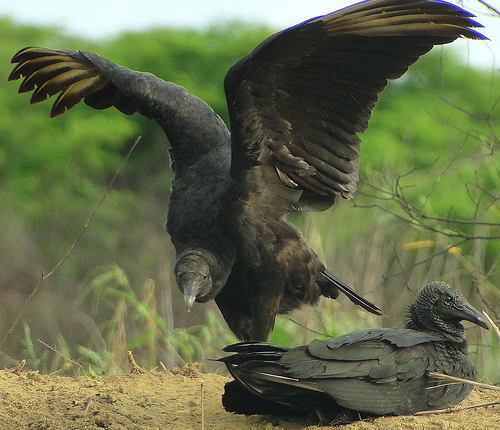 black-vultures