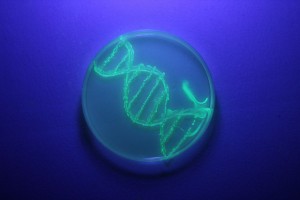 DNA_rep