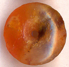 neolithic-disc-bead