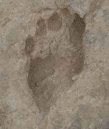 footprint-kenya