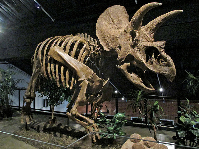 triceratops