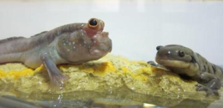 mudskipper-and-tiger-sa;amander